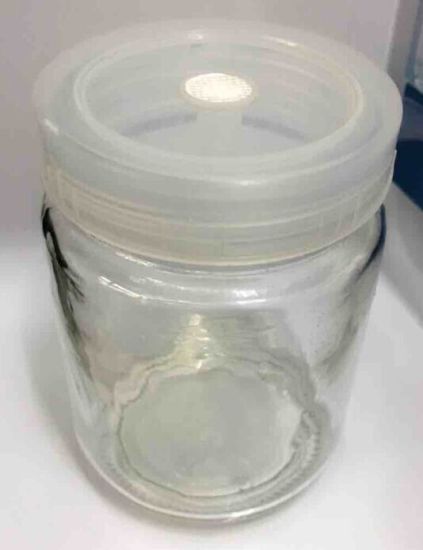 Disposable Sterile Tissue Culture Vessels gallery image 1